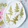 Folha de Artemísia Crisântemo Prateado Relevo Relevo Flor Seca Gota de Cola Amostra Pintura DIY Artesanal Marcador de Página Cartão de Saudação Pacote de Material prensado