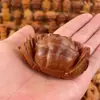 Caranguejo Esculpido em Madeira de Tuias Naturais Peça de Mão Madeira Maciça Escultura Riqueza de Todas as Direções Bandeja Portátil Enfeites de Decoração para Casa