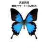 Venta Directa al Por Mayor de Fábrica de Especímenes Reales de Mariposas con Alas Extendidas, Diversos Insectos y Escarabajos, Accesorios para Fotos, Educación Científica, Especímenes Naturales