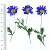 Molduras Artesanais de Flores de Orquídea, Flores Secas e Prensadas Atravessando Fronteiras para Atacado, Espécimes de Plantas Artesanais, Capas de Celular com Flores Prensadas, Marcadores de Página, Flores Reais