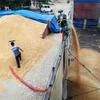 Ir al campo a recoger grano maquinaria de manguera comestible 10 metros máquina de bombeo de grano automático transportador de alimentación de pellets eléctrico bifásico