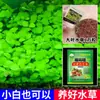 Adornos para Acuario de Paisaje Semilla de Césped para Micro Paisaje Planta de Escritorio Decoración Negativa Sala de Estar Grande