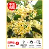 Mudas de Osmanthus Árvore Grande Nativa Agosto Osmanthus Dourado Pátio Varanda Ao Ar Livre Plantas Florescem O Ano Todo Flores Internas Plantas em Vasos