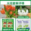 Tulipanes Hidropónicos al por Mayor 5 Grados Bulbos Grandes Resistentes al Frío para Invierno Interior/Exterior Fáciles de Cultivar para Principiantes Flores en Maceta Plantas