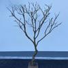 Galho seco natural paisagismo galho seco tronco árvore dos desejos árvore morta modelagem interna galho de árvore tronco tronco de madeira de janela árvore decorativa