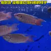 Pez Aohuo Pu Se Puede Cambiar Sin Usar Betta Chino, Pez Ornamental de Horquilla Azul China, Alevines de Pez Pu Gigante, Peces de Agua Fría Son Fáciles de Criar, Otros