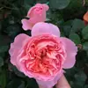 Plántulas Pequeñas de Rosa, Brotes de Rosa, Plantas Verdes con Flores para Balcón, Plantas de Interior en Maceta, Enredaderas Trepadoras con Flores Multitemporada de Fácil Cuidado
