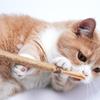 Polygonum xylinum Palo para Morder Juguete para Gato Auto-Hecho Resistente a Mordidas Bola de Hierba Gatera Palo Divertido para Gato Suministros para Gato Artefacto para Criar Gatos