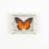 Mariposa Ojo de Esmeralda Azul Mariposa Real Imán para Refrigerador Espécimen Marco de Fotos Terminado Regalo de Gama Alta Pintura Decorativa