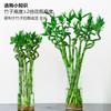 Bambú de la Suerte Cultivado en Agua, Bambú de la Fortuna, Bambú Curvado, Bambú Dragón, Bambú de Agua, Bambú de la Prosperidad con Raíces, Plantas Verdes de Interior, Plantas Hidropónicas, Flores
