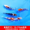 Alevines Vivos de Pez Dorado Ornamental Rojo y Blanco de Raza Pura para Agua Fría, Pez Ornamental Koi Rojo Resistente al Agua Dulce Tricolor