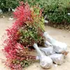 Planta en Maceta Bambú Nandina para Sala de Estar, Planta Verde, Plántulas de Bambú Nandina de Llama, Plantación en Jardín Todo el Año, Paisaje Decorativo, Bonsái de Hoja Roja