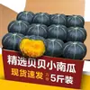 Calabaza Beibei Auténtica con Sabor a Castaña Fresca, Calabaza Pequeña de Shandong, Caja Completa de Calabazas Maduras, Suave y Pegajosa, Adecuada para Bebés y Mujeres Embarazadas, Envío Gratis