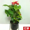 Plantas Verdes de Mesa Atacado Florais de Escritório Jiboia Árvore do Dinheiro Plantas de Interior em Vasos Base Suprimento Autoproduzido