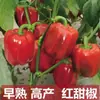 Plántulas de Chiles para Cuatro Estaciones, Chile Cielo Extra Picante, Pimientos de Colores, Pimientos Ligeramente Picantes de Piel Fina, Plántulas de Tomate de Alto Rendimiento, Plántulas de Verduras en Maceta