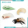 Juguete modelo de animal pequeño simulación ciclo de vida crecimiento rana tortuga pollo Montessori material didáctico preescolar venta al por mayor