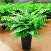 Samambaia de Boston Planta em Vaso Folhagem Verde Bonsai Famoso na Internet Flor Perene para Sala de Estar Interior Todas as Estações