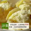 Auténtica Batata Dulce de Castaña Corazón Amarillo Frescamente Desenterrada de Chaozhou, Fragante y Suave, Alimento Verde, Castaña Cultivada en Granja, Huevo, Batata y Melón
