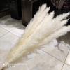 Origem Yunnan direto Amazônia decorativo interno casa Buquê natural seco pequeno Juncinho branco pequeno Juncinho flores secas
