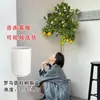 Planta de Limonero en Maceta con Fruta Comestible Planta Verde Alta para Sala de Estar Planta Grande Interior Balcón Perenne Todo el Año