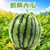 Melancia Kirin de Yunnan, disponível para entrega nos tamanhos 3-4/4-5/5-6/6-7/7-8/ 4-4,5kg com polpa arenosa, coração doce, casca fina e fruta fresca