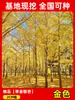 Envío directo de plantones de ginkgo con hojas verde doradas tempranas, adecuados para plantar en patios y villas, se pueden cultivar tanto en el norte como en el sur, grandes árboles ornamentales paisajísticos en macetas