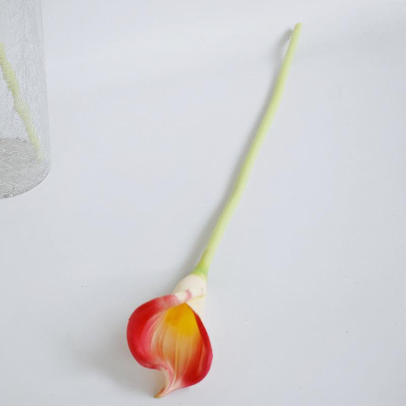 大马蹄莲夕阳红