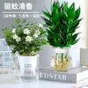 Bambú Guanyin, Bambú Atractor de Fortuna, Flor de Raíz Hidropónica, Planta Verde Atractora de Riqueza, Cesta de Potos, Planta en Maceta Fácil de Cuidar para Uso en Oficina