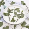 Tallos de Rosa, Muestras de Hojas de Plantas con Flores Prensadas, Fundas para Teléfono de Resina, Marcadores de Libros Educativos para Niños, Materiales para Manualidades DIY