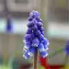 Bulbos e sementes de Jacinto para cultivo hidropônico em ambiente interno, cultivo em solo no inverno, flores de vaso resistentes e fáceis de cultivar