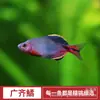 El bagre es fácil de criar, Pez ornamental de agua dulce, Alto, Colorido, Piel lateral, Pez nativo que elimina algas, Peces pequeños de grupo que nadan en vivo de agua fría