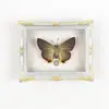 Mariposa Ojo de Esmeralda Azul Mariposa Real Imán para Refrigerador Espécimen Marco de Fotos Terminado Regalo de Gama Alta Pintura Decorativa