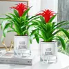 Plántulas de palma roja de la suerte en macetas grandes, adecuadas para exhibición en la sala de estar, flores y plantas hidropónicas cultivadas en casa, fáciles de cuidar en interiores y prosperan en todas las estaciones.