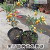 Mudas de kumquat das quatro estações em vaso com frutas para sala de estar, plantas que trazem riqueza e tesouro, flores de interior, plantas verdes, vaso pequeno de laranja
