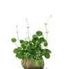 Hierba de Dinero Cultivo Hidropónico en Tierra Planta Viva Purificadora de Aire Interior Oficina Escritorio Maceta Flor Perenne Todo el Año