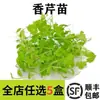 Las Pensamientos Frescas Se Pueden Usar Como Flores Comestibles Para Cocina Occidental de Hotel, Productos Horneados, Bebidas, Platos Japoneses, Ensaladas Frías y Sashimi Para Emplatado y Decoración