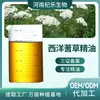 Aceite Esencial Único de Milenrama Menglijiao Aromaterapia Cuidado de la Piel Masaje de Aromaterapia Materia Prima Vegetal Fabricante a Granel Venta al por Mayor
