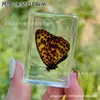 Espécime de borboleta real espécime de inseto cola de cristal resina transparente ornamentos pequenos criativos jardim de infância atrações turísticas venda quente