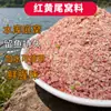 Isca de Peixe Cauda Vermelha e Amarela, Isca de Peixe Fresca e Picante em Atacado para Pesca, Ração de Peixe para Atacado, Isca Fresca e Picante de Cauda Amarela