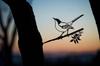Estación independiente de suministro transfronterizo, silueta de pájaro búho, colibrí, pájaro carpintero, petirrojo, línea de pájaro, silueta de pájaro, complemento de jardín