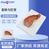 Pnt-0453 Tubo Intestinal e Anal Sistema Digestivo Modelo de Anatomia Humana Anatomia Intestinal Modelo Biológico de Ensino