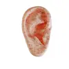 Boyou Bou Masajeador de Oreja 17cm Tímpano de Acupuntura Simulada, Se Puede Usar para Entrenamiento Estudiantil y Calidad de Enseñanza