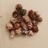 Flores preservadas al por mayor Flores Eternas con caja de regalo de Navidad San Valentín accesorios piñas 2-3cm 10 Piezas/Piezas