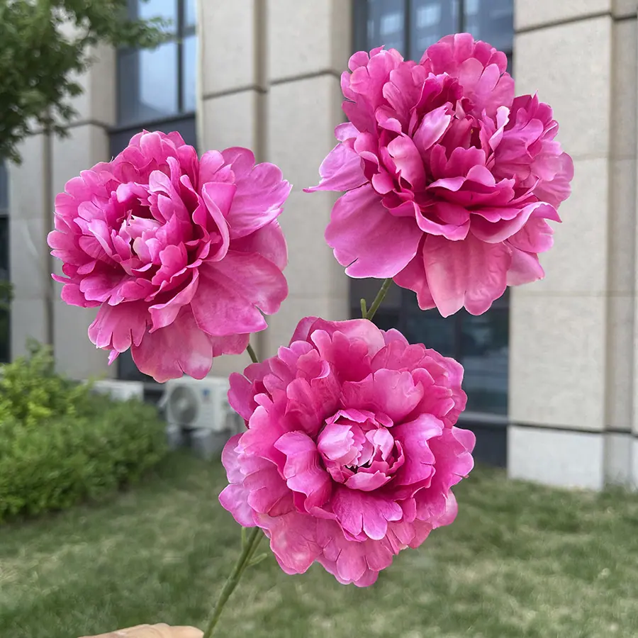 3头月光翻瓣牡丹-xmmjx-玫红.JPG