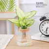 Planta Roja en Maceta Geely, Planta Verde Ruyi Queen Elefante Blanco Hidropónica, Planta de Hoja Decorativa para Escritorio de Oficina, Flor Fácil de Cuidar