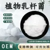 Lactobacillus Plantarum Materia Prima de Grado Alimenticio Polvo Probiótico de Lactobacillus Liofilizado Lactobacillus Plantarum en Polvo en Stock