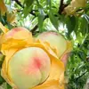 Sacos para ensacar pêssegos, ensacamento de frutas, ferramenta de proteção contra pássaros e insetos, sacos de rede para pêssegos, melão, pêssegos amarelos para jardinagem