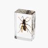 Resina de Venta Caliente Transfronteriza Muestras de Insectos Reales Araña Escorpión Saltamontes Regalo de Recompensa para Estudiantes de Primaria Regalo Artesanal