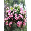 Semillas de Flores, Margaritas Pequeñas, Semillas de Flor de Manzanilla de Siembra y Floración Cuatro Estaciones, Plántulas de Flor de Maceta para Balcón Margaritas