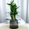 Compra Tres y Llévate Uno GratisMaceta de Plástico Gris Transparente para Bambú de la Suerte, Diamante Dorado, Árbol del Dinero y Murraya - Fácil de Cuidar en el Escritorio